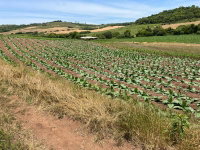 Fração de Terras com 60.000m² em Jari/RS