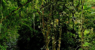 Sítio com 25 hectares - Alto Lageado