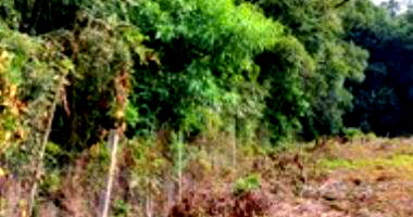 Lote urbano amplo com 2.593,56m², terreno ideal para investimento