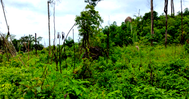 Sítio Rural com 99,46 ha em Ariquemes/RO