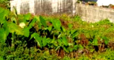 Terreno Urbano em Caçador/SC com 545,31m²