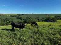 3 Novilhas em Leilão Judicial - Investimento em Pecuária