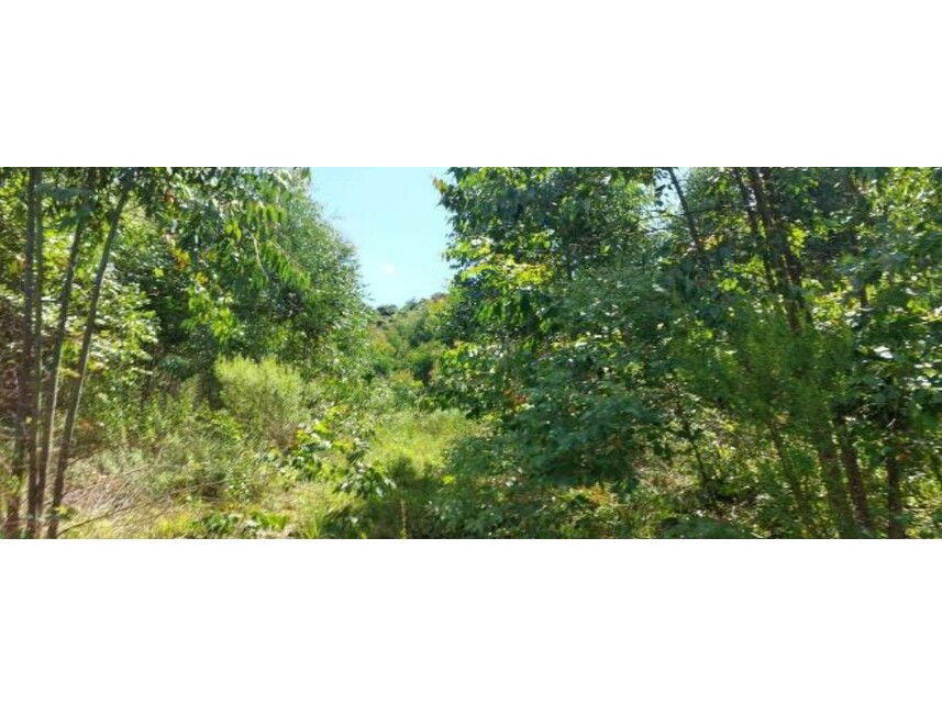 Área Rural Desocupada em Vila Maria - 4,9 hectares
