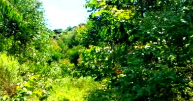 Área Rural Desocupada em Vila Maria - 4,9 hectares