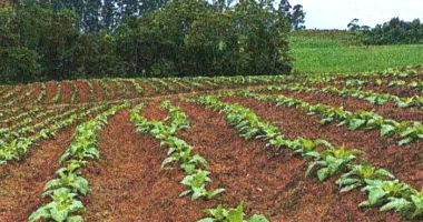 Terreno Rural com Casa e Estufas em Petrolândia/SC