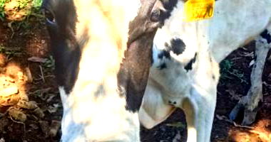 Lote de 5 Vacas de Leite com Brincos