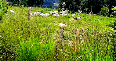 Terreno Rural com 7,89ha em Trindade do Sul - RS