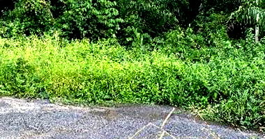 Terreno em Imperatriz com 273,58m²