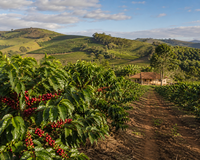 Imóvel Rural 14,52ha com 2 casas em Durandé/MG - Oportunidade única!