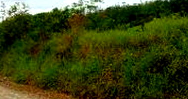 Terreno Rural com 5.700 m² em Taió - SC