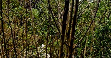 Terreno Urbano com 378m² em Nova Petrópolis