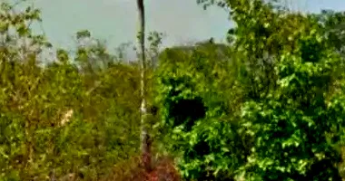 Área Rural com 160ha em Leilão