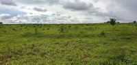 Fazenda Valentino - 1.899,27 ha - DUPLA APTIDÃO (AGRICULTURA E PECUÁRIA)